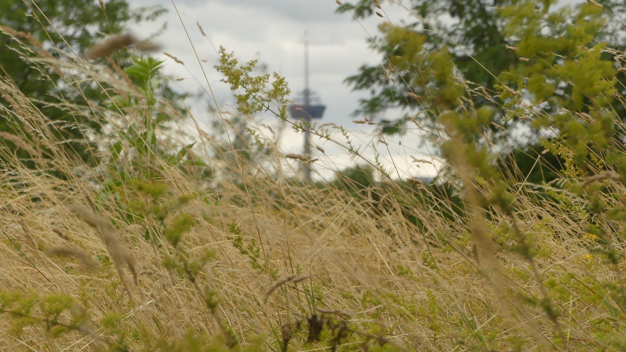 Grad wächst auf einer Wiese ziemlich hoch.