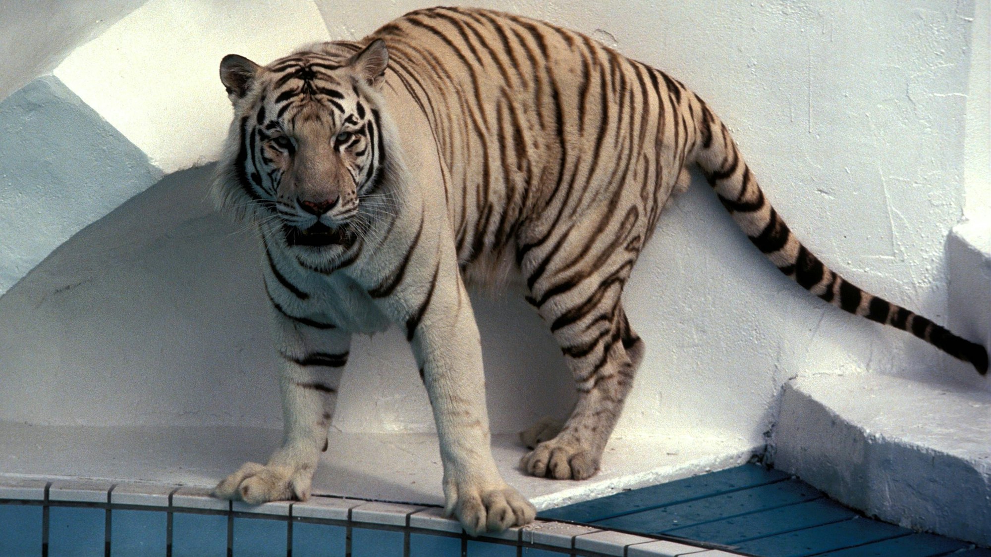 Einer der weißen Tiger in seinem Gehege im Phantasialand.