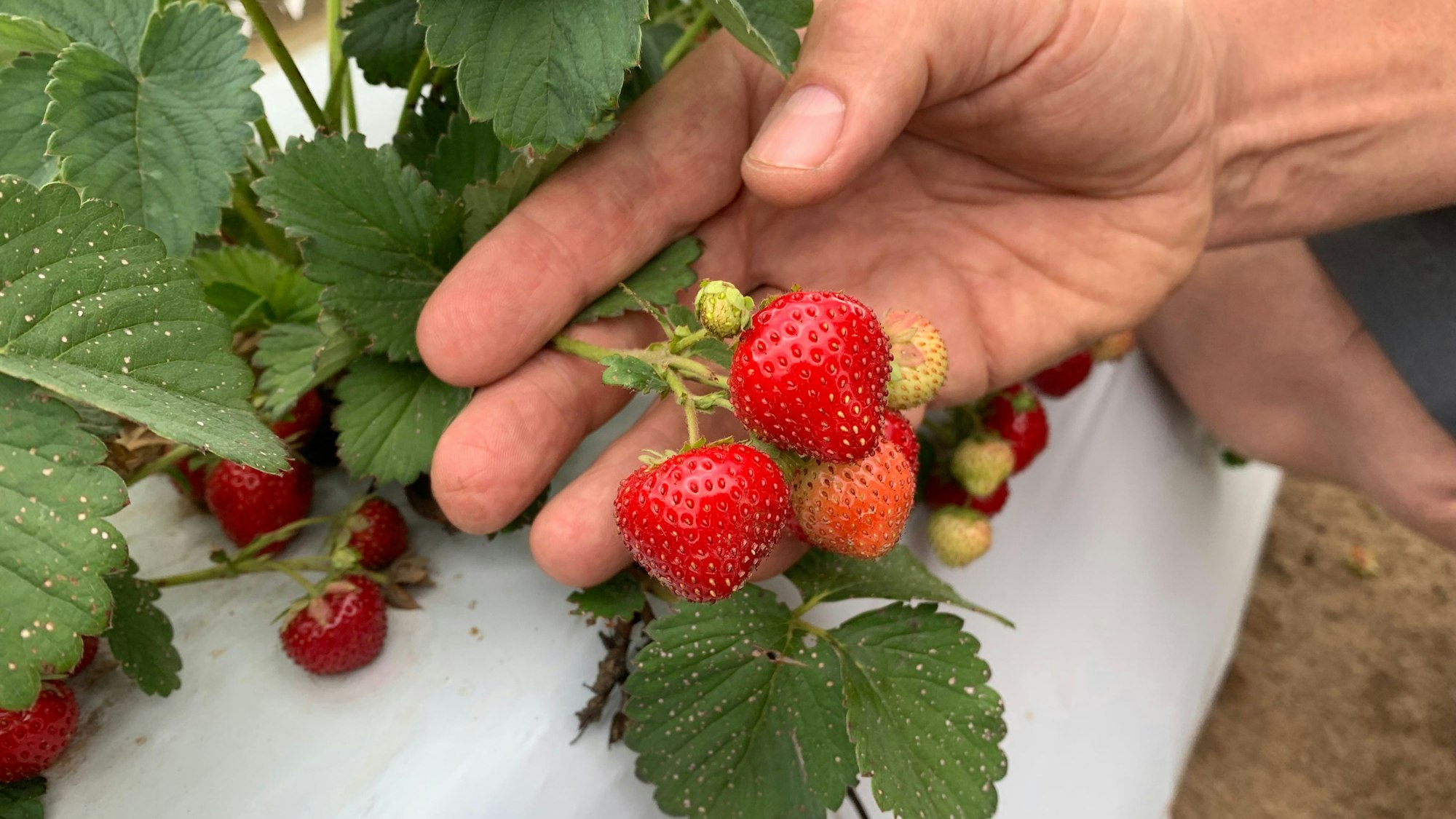 Rote Erdbeeren an einer Pflanze auf dem Feld in Niederkassel.