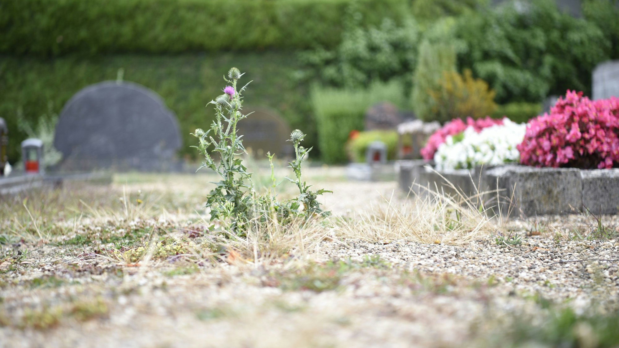 Eine Distel steht auf einem etwas zugewachsenen Kiesweg. Im Hintergrund sind bepflanzte Gräber und Grabsteine zu erkennen.