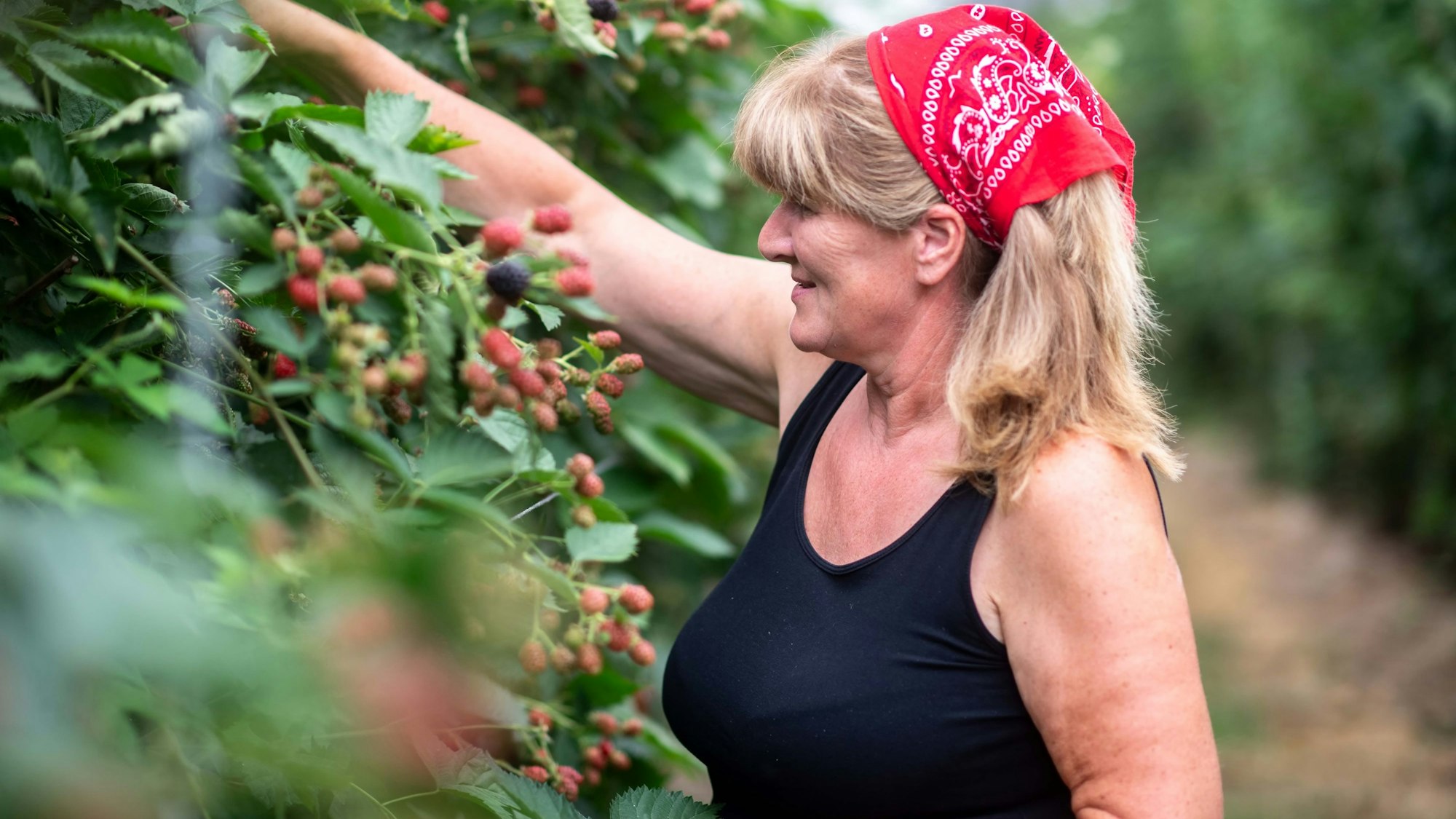 Das Bild zeigt eine Erntehelferin, die Brombeeren pflückt.