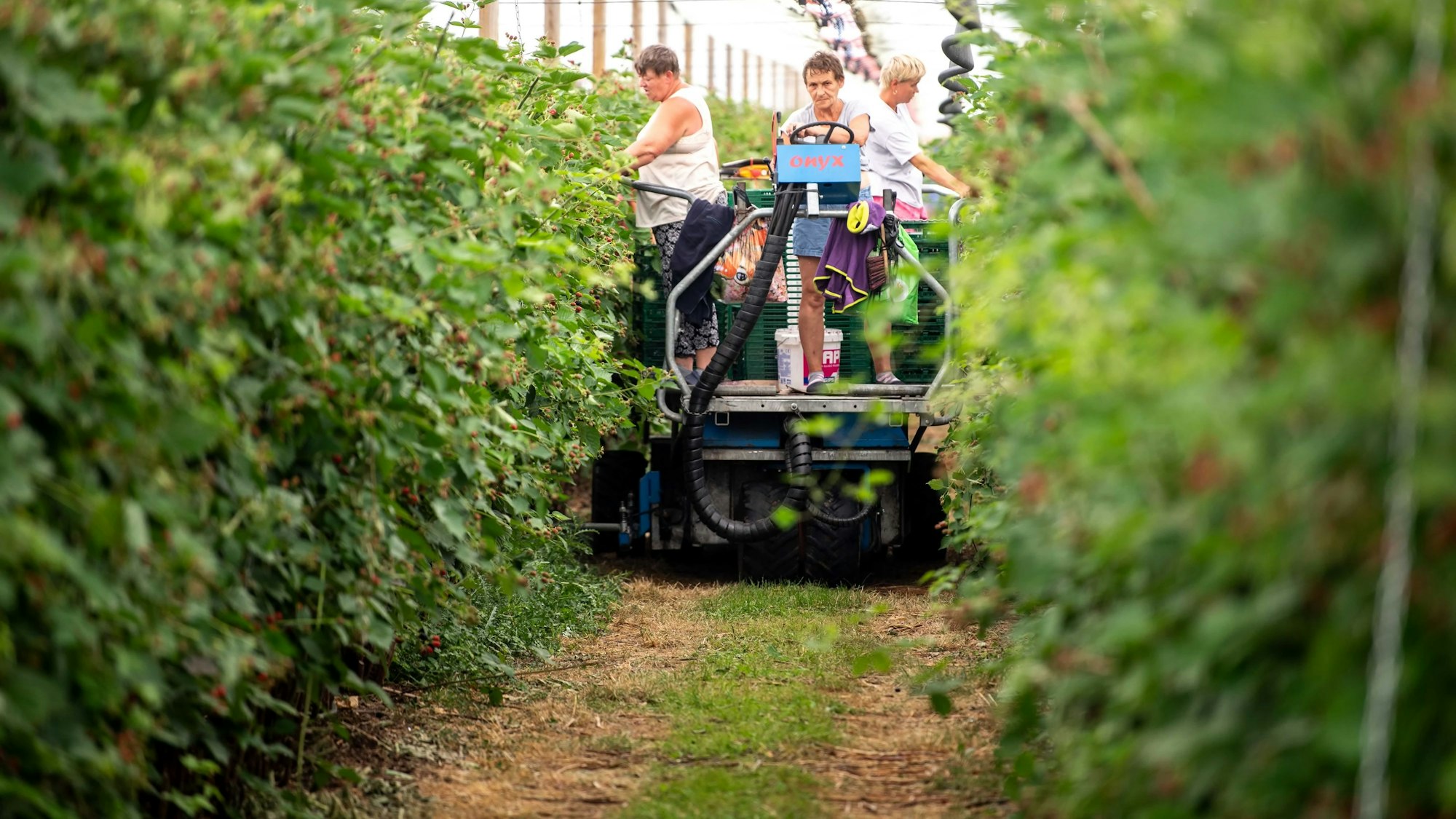 Das Bild zeigt drei Erntehelferinnen, wie sie auf einem Spezialgefährt durch die Brombeeren fahren.