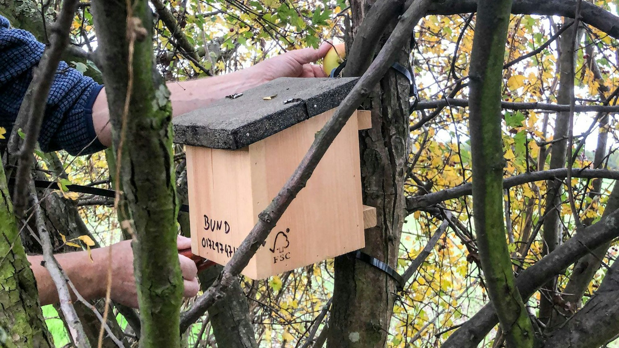 Ein Mann hängt einen Brutkasten für Haselmäuse an einen dicken Ast im Gestrüpp.