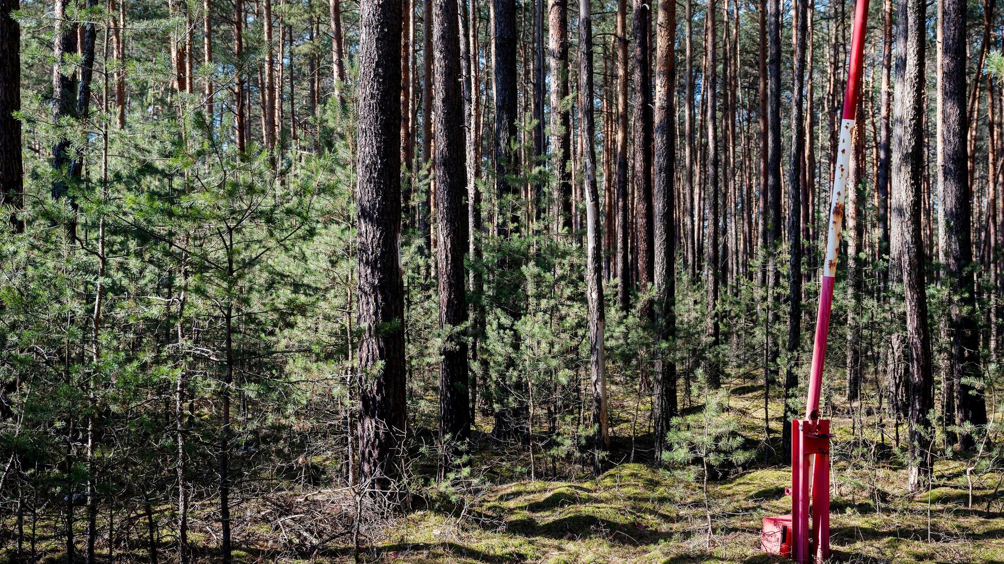 Ein Kiefernwald in Deutschland.