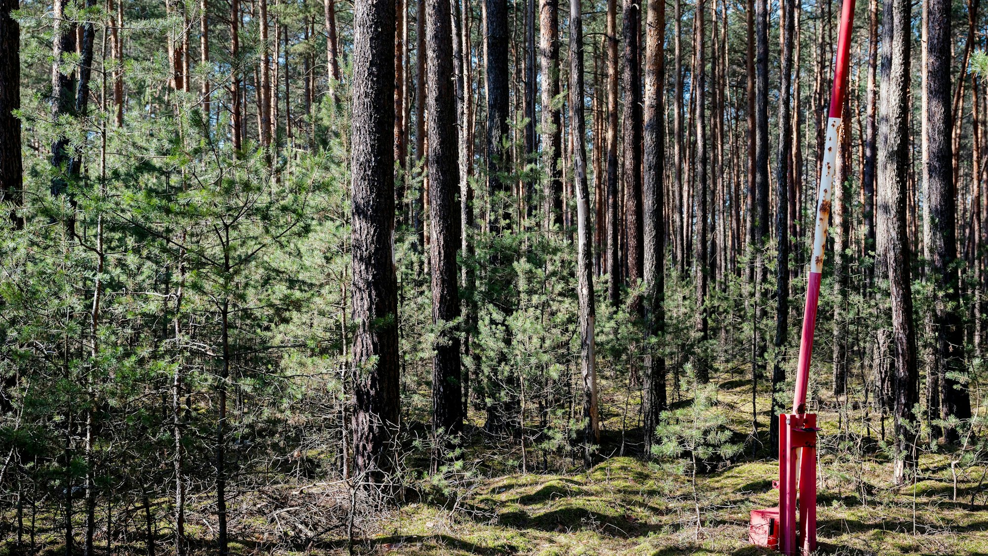 Ein Kiefernwald in Deutschland.
