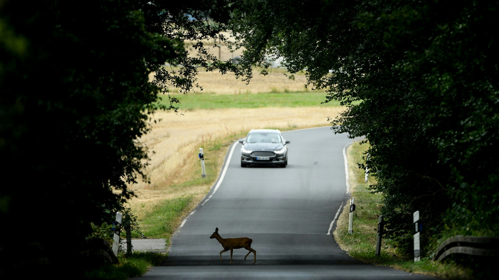 Das Foto zeigt ein Auto, das in einem Waldstück die Straße überquert. In Sichtweite nähert sich ein Auto.