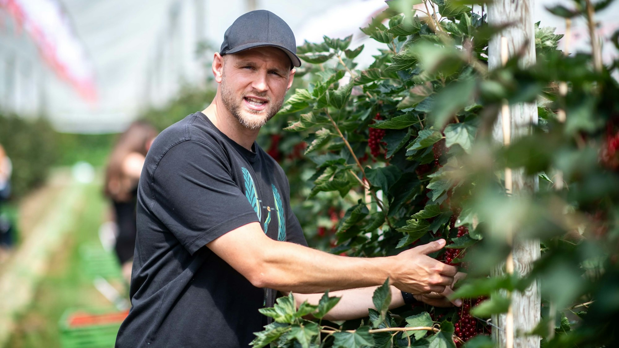 Obstbauer Marcel Blum aus Lüssem greift mit seinen Händen in einen Strauch mit Johannisbeeren.