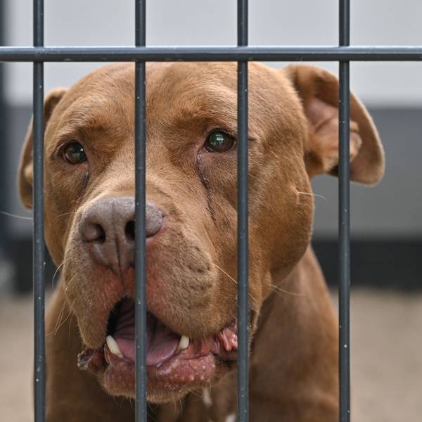 Ein American Staffordshire Terrier schaut durch das Gitter seines Zwingers in einem Tierheim.