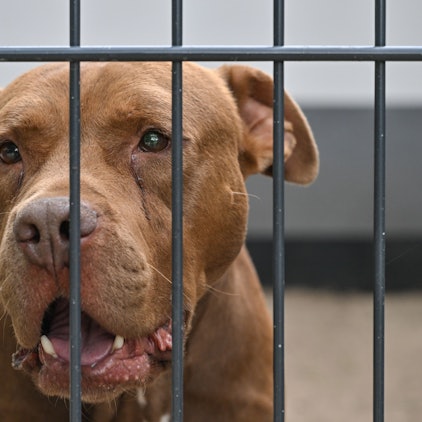 Ein American Staffordshire Terrier schaut durch das Gitter seines Zwingers in einem Tierheim.