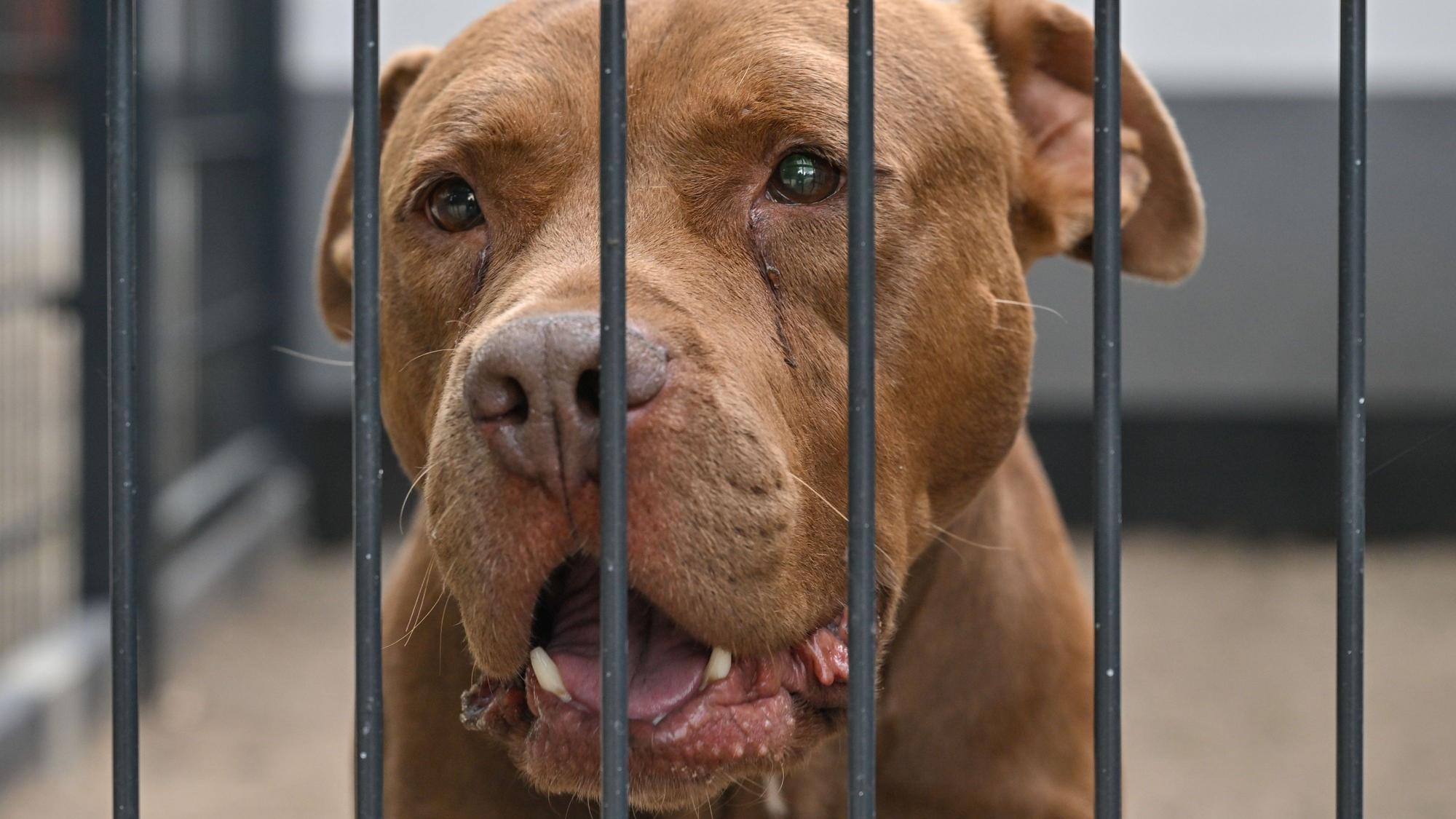 Ein American Staffordshire Terrier schaut durch das Gitter seines Zwingers in einem Tierheim.