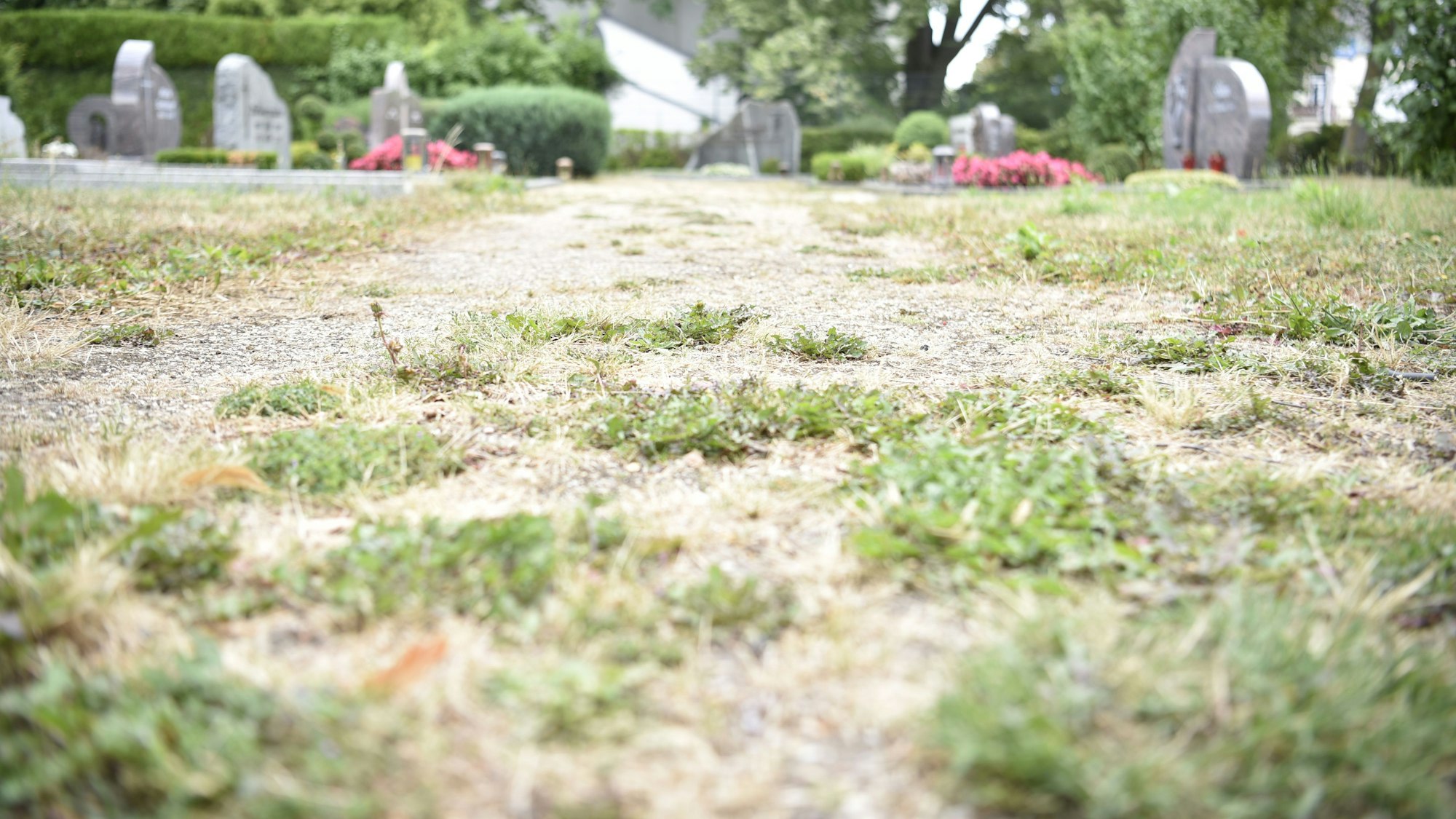 Ein Weg, der zwischen Gräbern herführt, ist an vielen Stellen bewachsen.