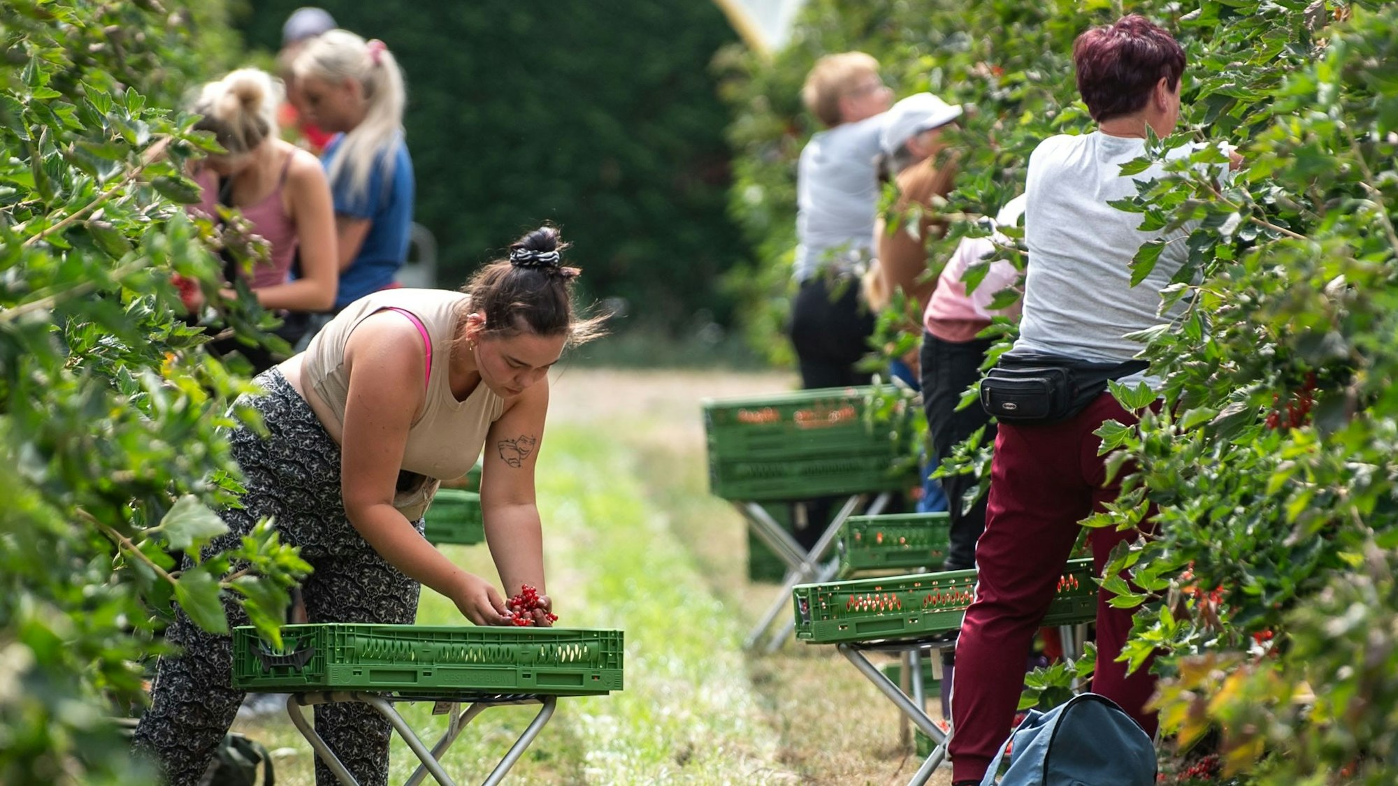 Zahlreiche Erntehelfer pflücken in Lüssem Johannisbeeren. Eine Helferin legt die Beeren in einen Sammelbehälter.
