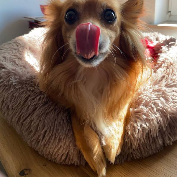 Der Zwerg Chihuahua "Jack" ist von einem größeren Hund tot gebissen worden.