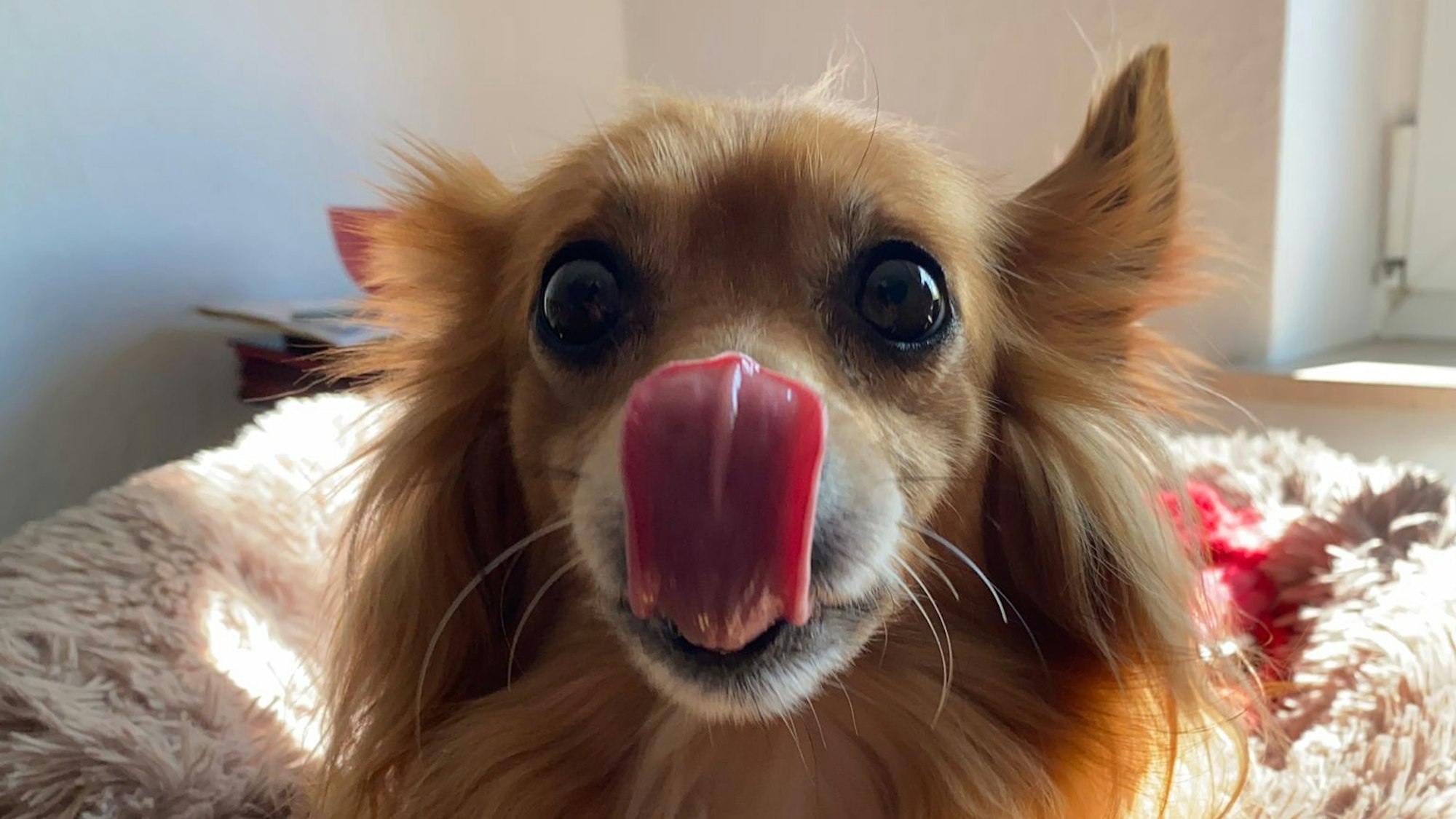 Der Zwerg Chihuahua "Jack" ist von einem größeren Hund tot gebissen worden.