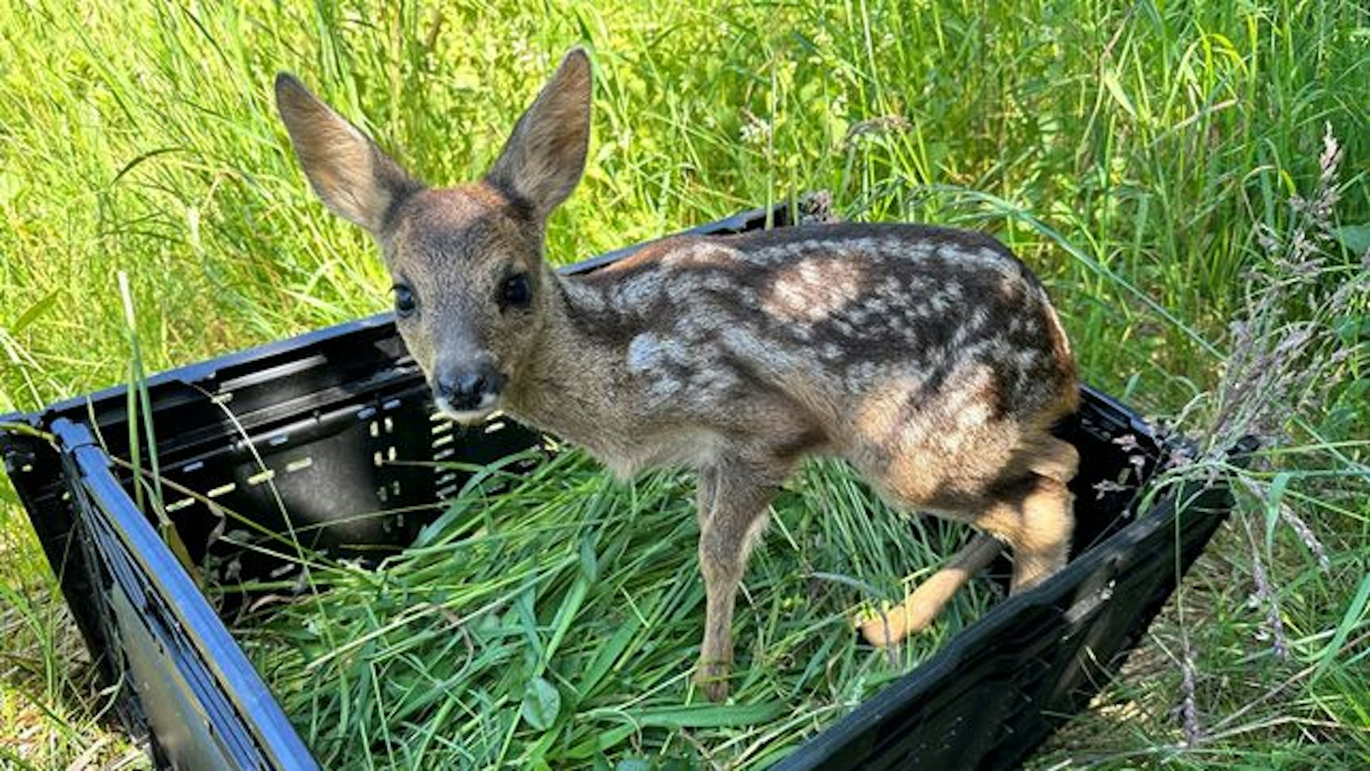 Die Rehkitze werden in Kisten aus den Wiesen getragen und am Rand der Felder freigelassen.