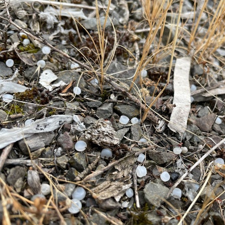 Mikroplastik am Rheinufer in Köln.