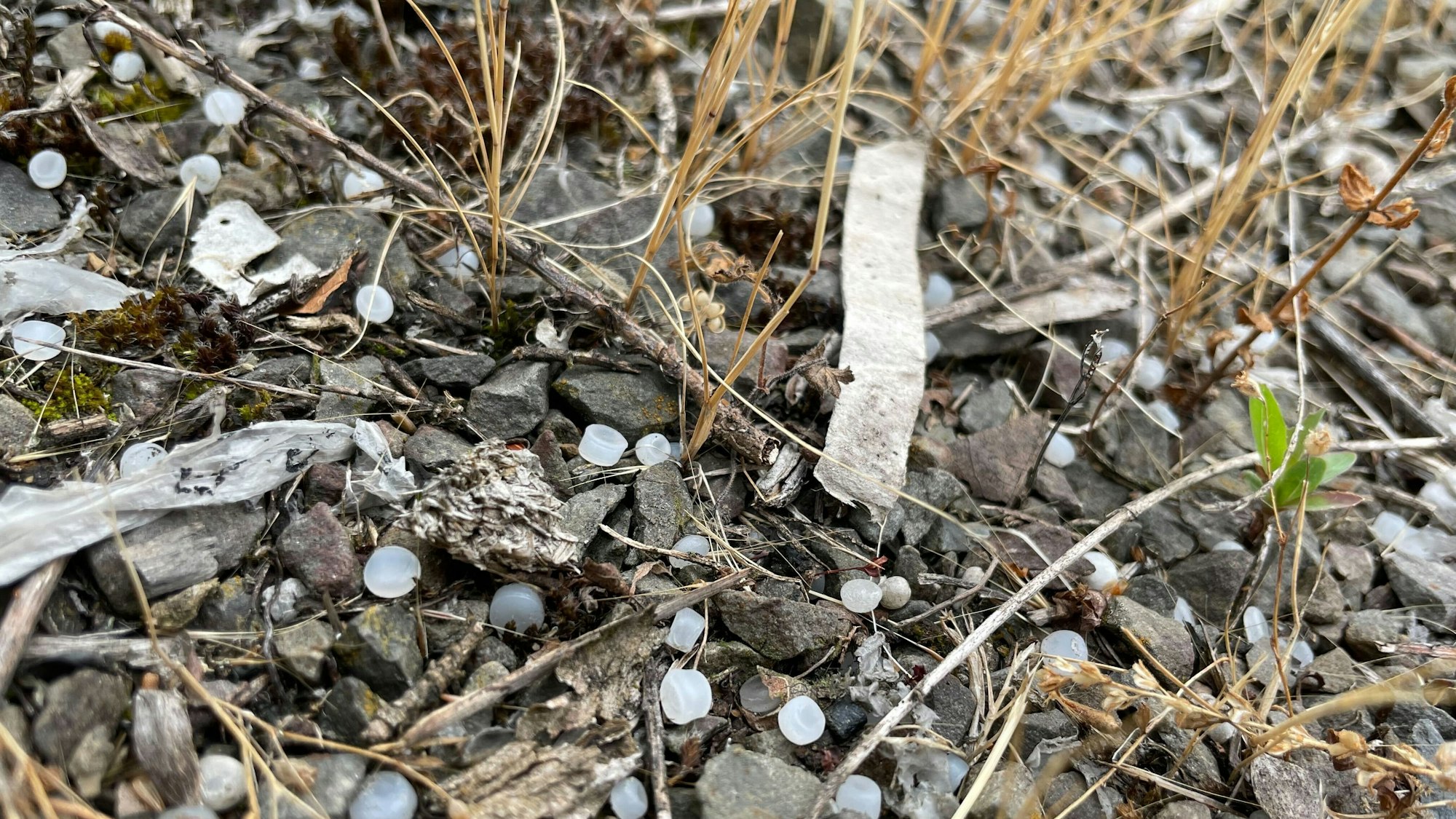 Mikroplastik am Rheinufer in Köln.
