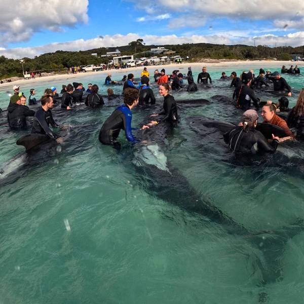 Retter kümmern sich um Grindwale, nachdem fast 100 der Tiere am Cheynes Beach östlich von Albany in Australien gestrandet sind. Retten konnten die Helfer die Tiere nicht.