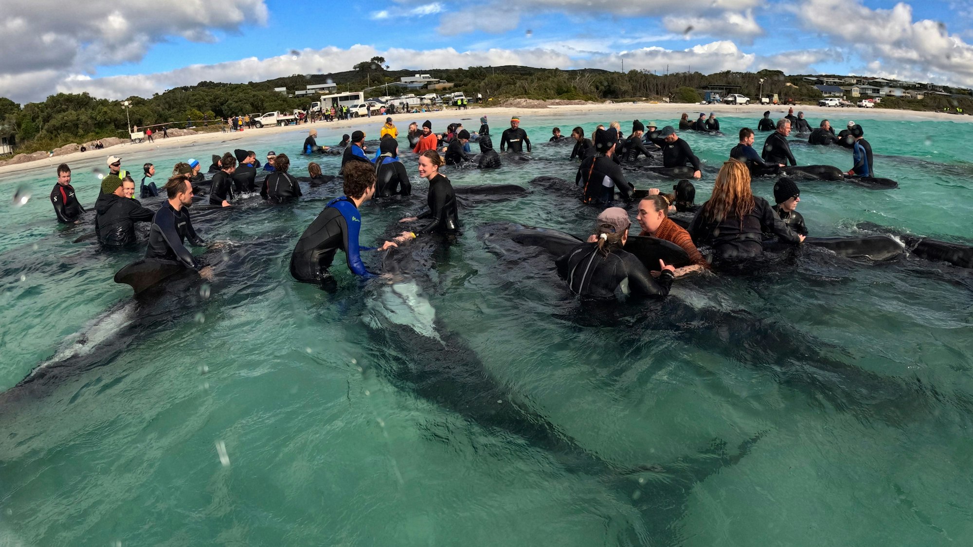 Retter kümmern sich um Grindwale, nachdem fast 100 der Tiere am Cheynes Beach östlich von Albany in Australien gestrandet sind. Retten konnten die Helfer die Tiere nicht.