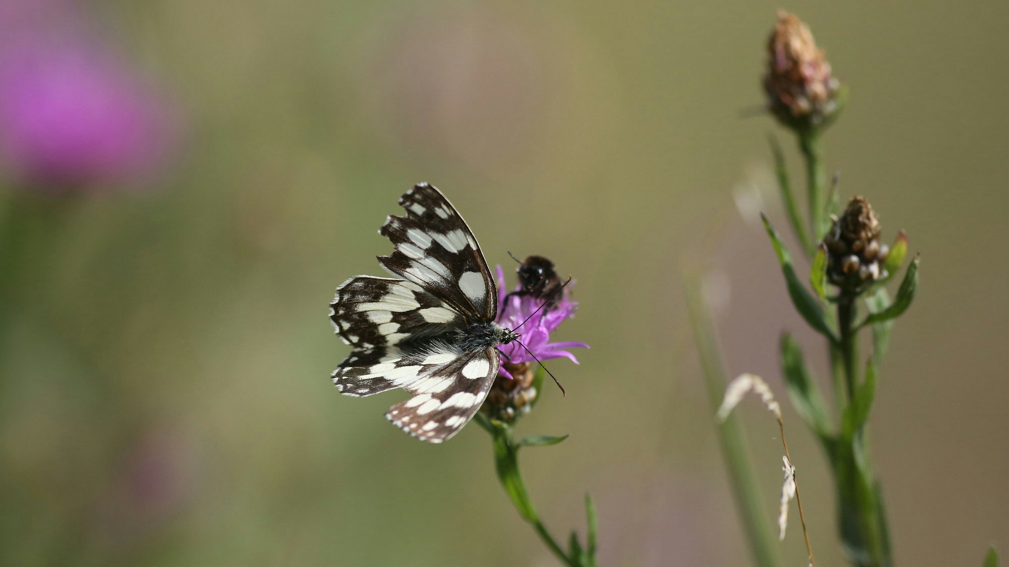 Ein Schachbrettfalter und eine Hummel sitzen auf einer Flockenblume auf der Schwäbischen Alb.