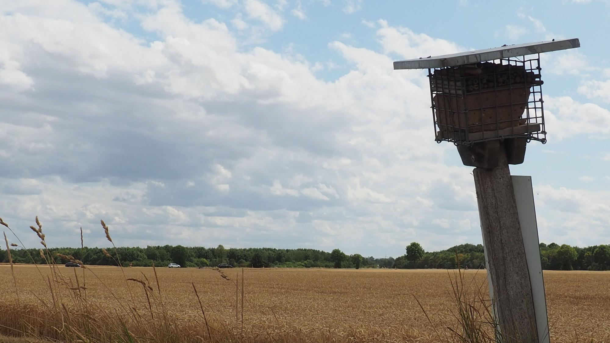 Neben einem Feld mit reifem Getreide steht auf einem alten Holzpfahl ein Insektenhotel.