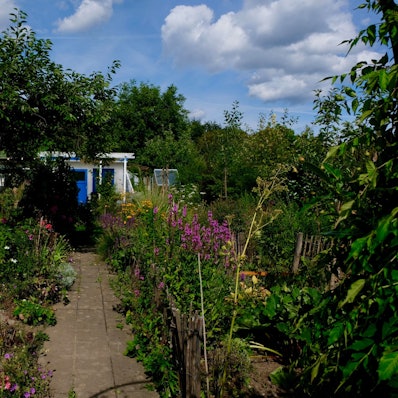 Verschiedene Pflanzenarten wachsen und blühen in den Klettenberger Kleingärten.