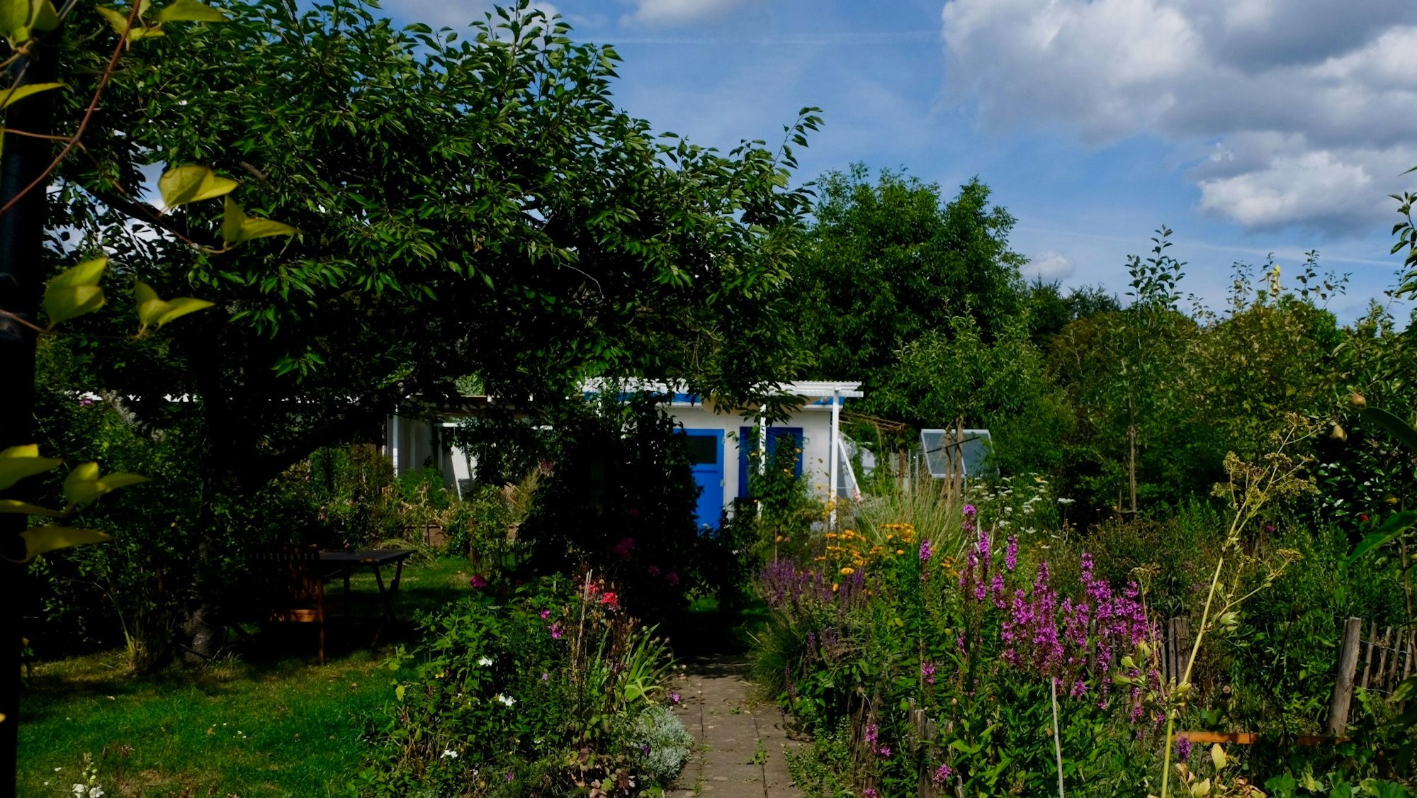 Verschiedene Pflanzenarten wachsen und blühen in den Klettenberger Kleingärten.