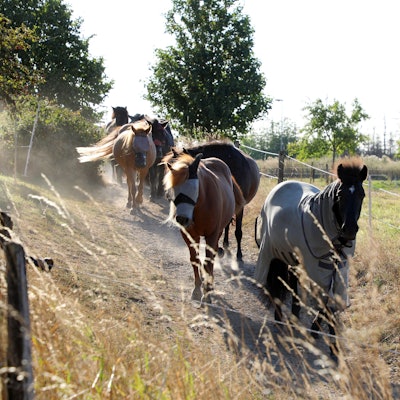 Pferde laufen bei Lindscheid an der Großen Dhünn-Talsperre über einen Wirtschaftsweg.