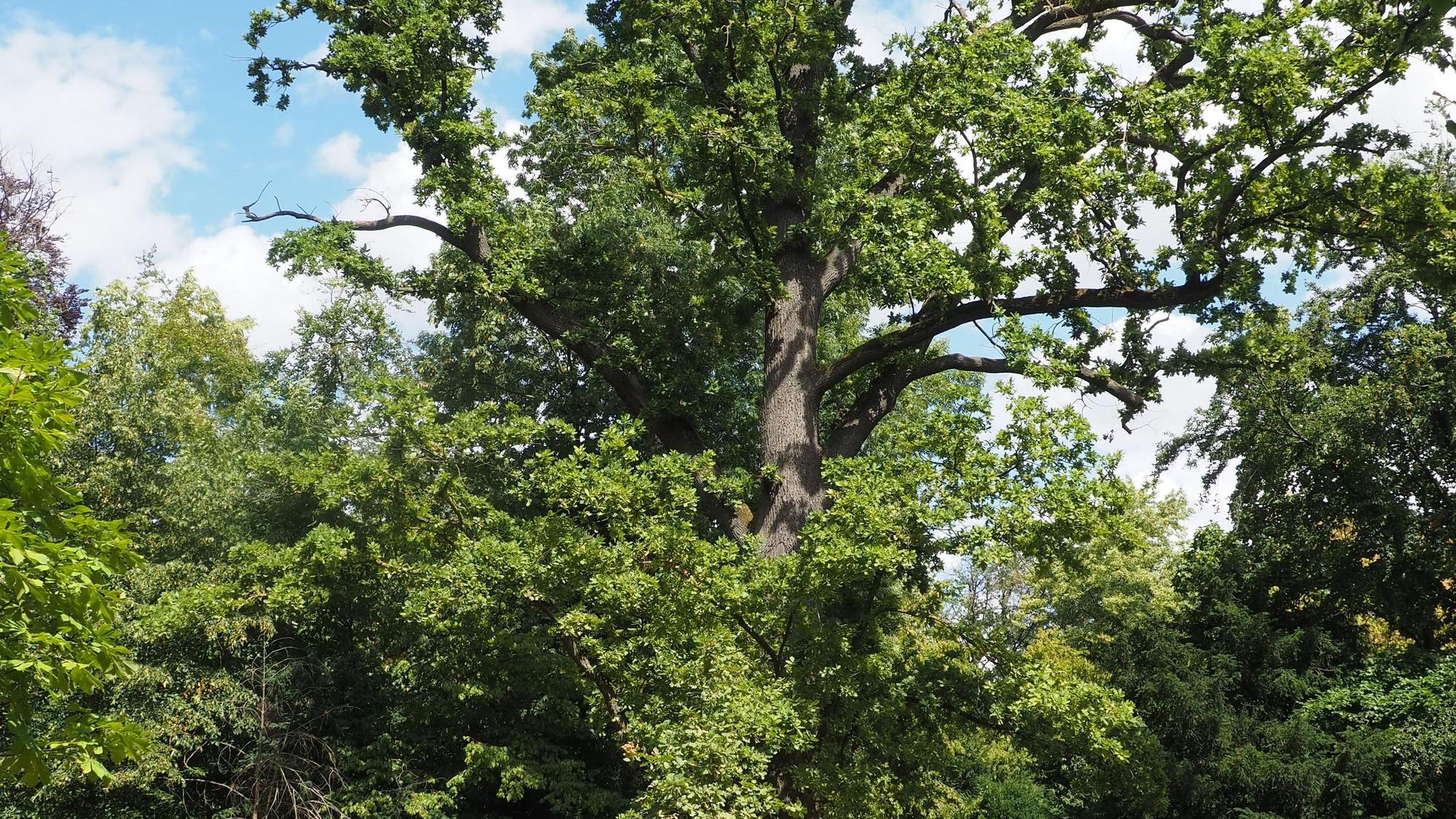 Ein großer Baum steht in einem Park.