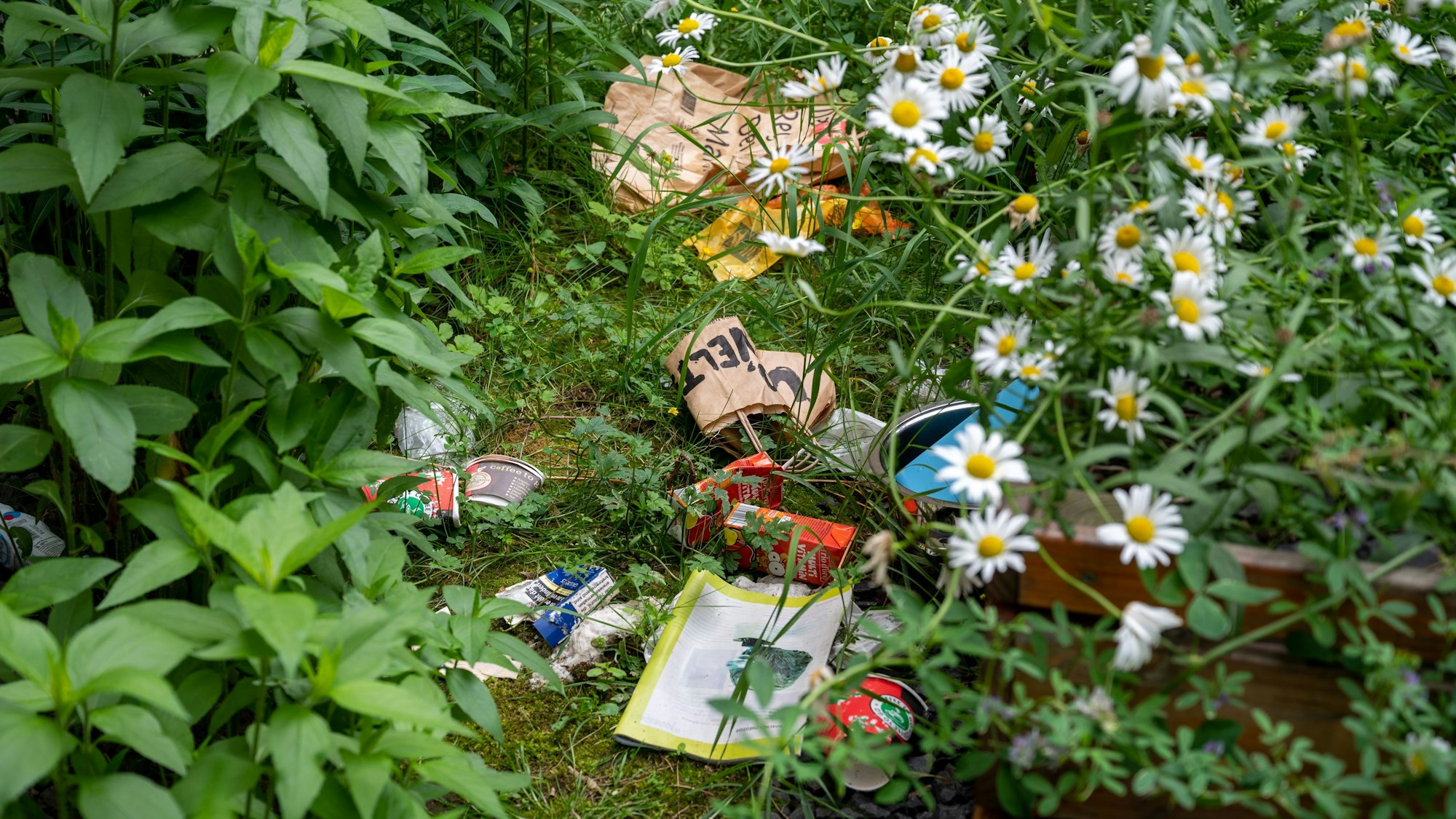 In einer Wildblumenwiese an der Kirchenmauer der St. Agnes Kirche in Köln gibt es viele Stellen mit Müll, Unrat und Fäkalien.