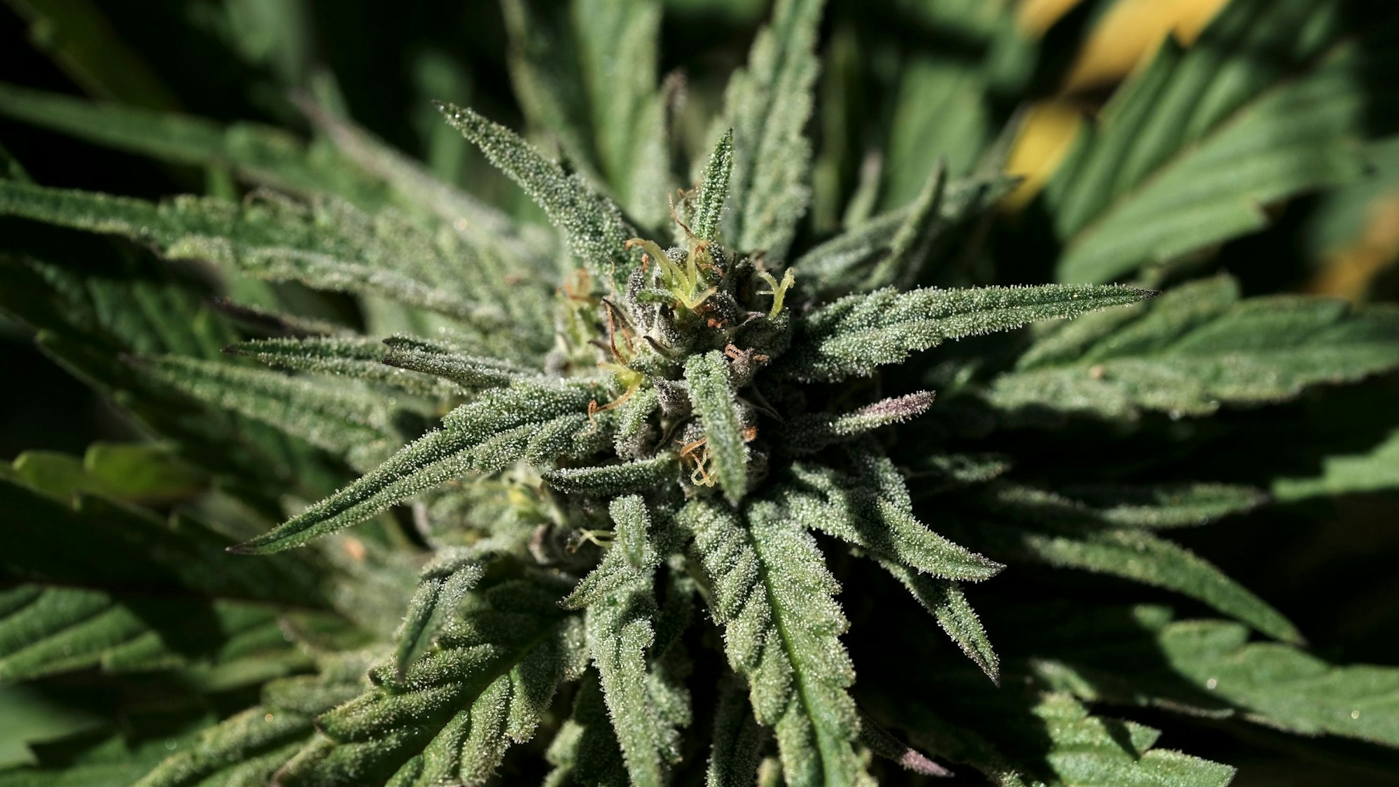 Das Foto zeigt eine Cannabispflanze.