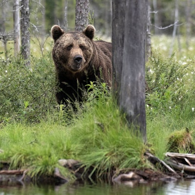 Ein Braunbär steht im Gras und blickt in Richtung des Fotografen, während er halb verdeckt vom Stamm eines Baums ist. Im Vordergrund sind Wasser und der Uferbereich eines Gewässers zu sehen.