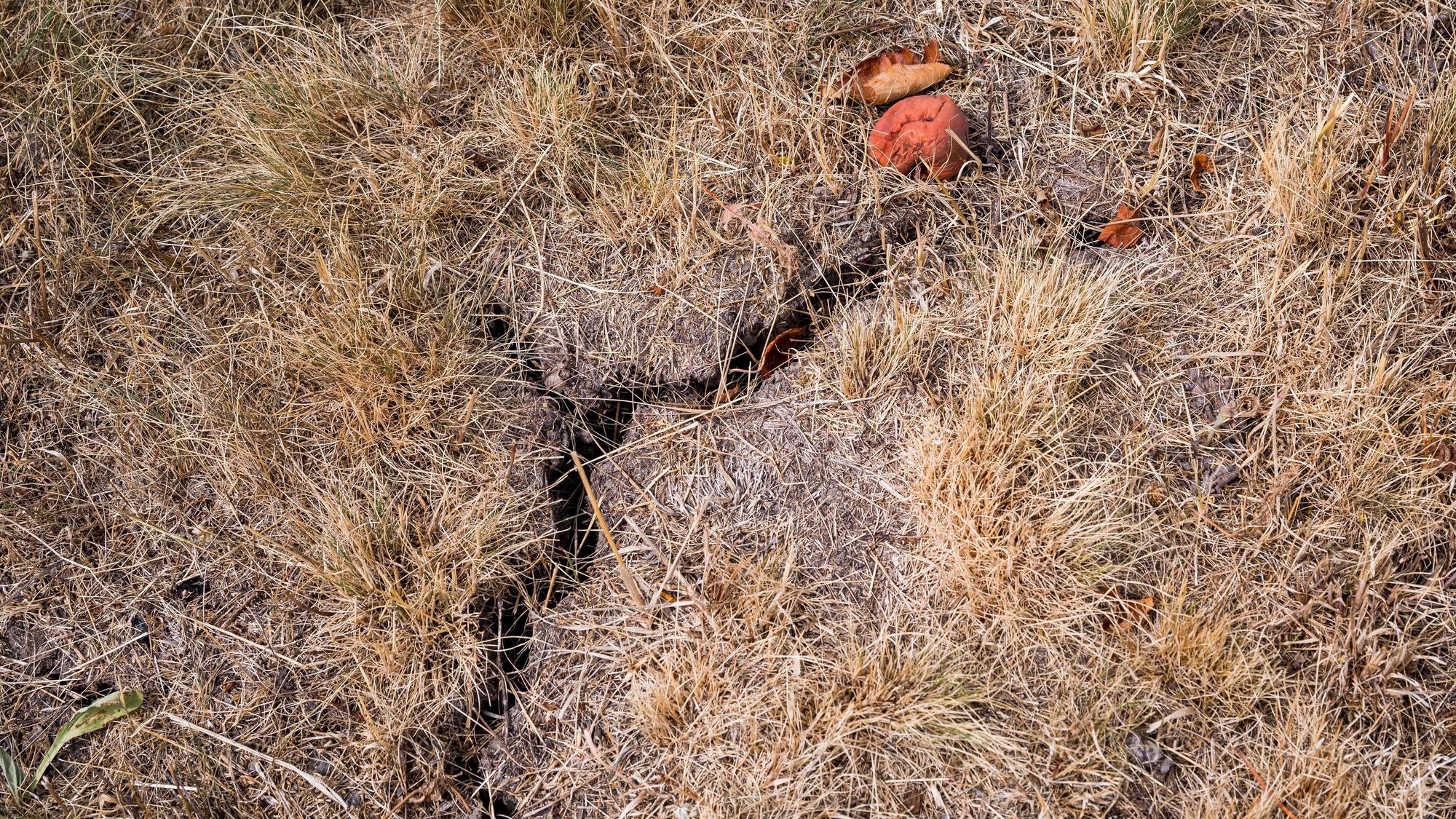 Bayern, Hofheim In Unterfranken: Der Boden um einen Apfelbaum hat Risse bekommen.