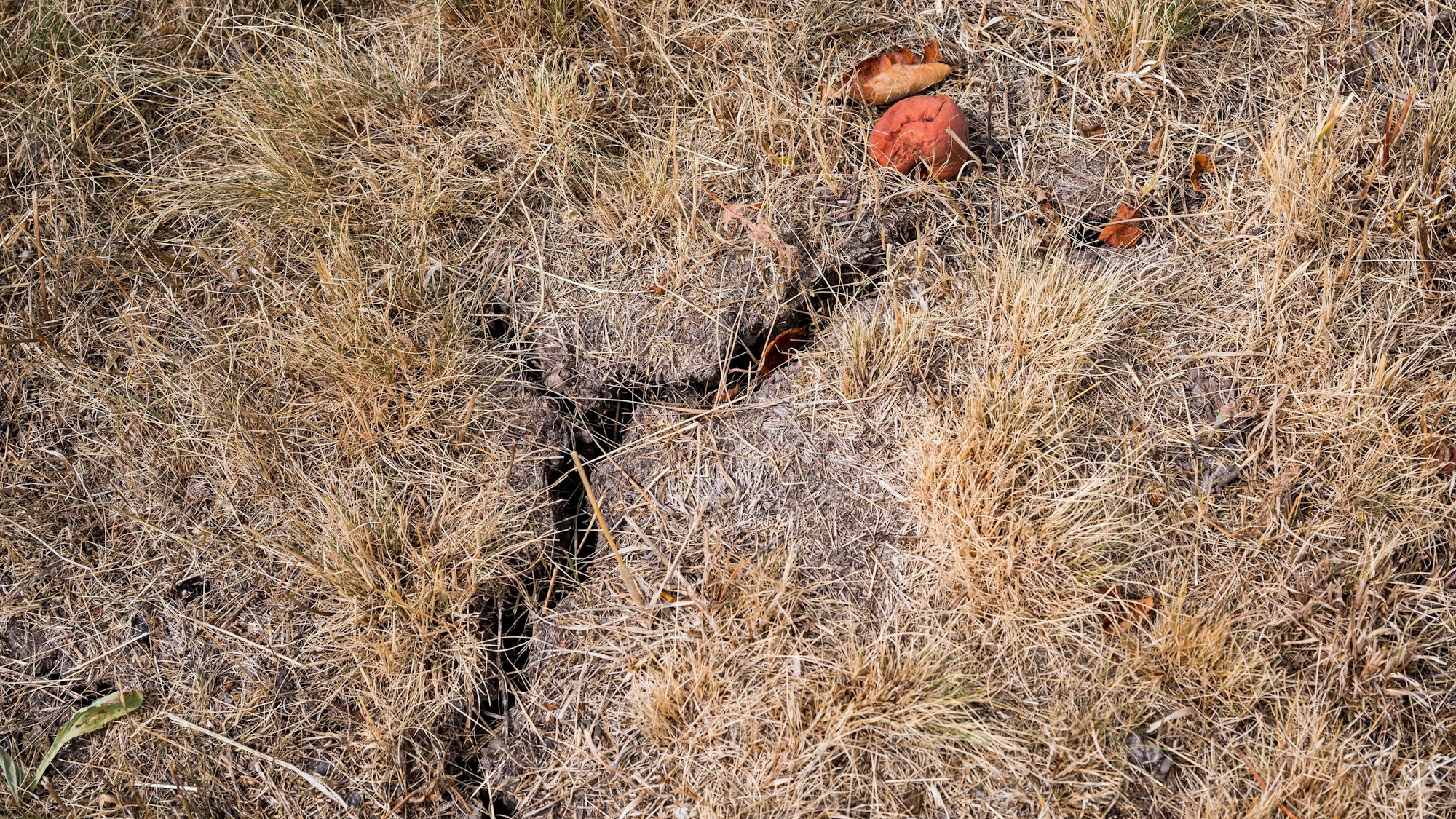 Bayern, Hofheim In Unterfranken: Der Boden um einen Apfelbaum hat Risse bekommen.
