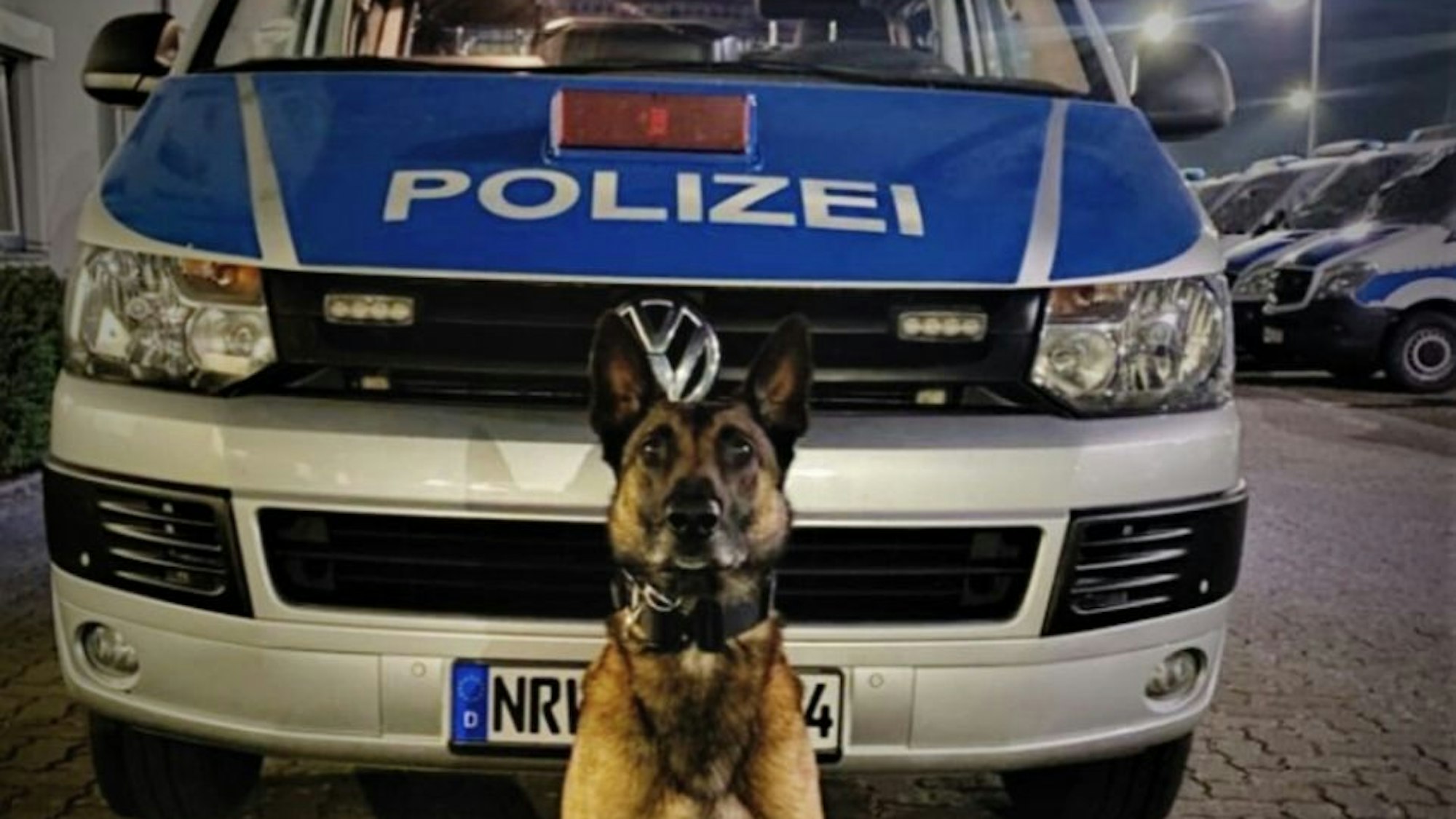 Ein Polizeihund der Kölner Polizei (Symbolbild)