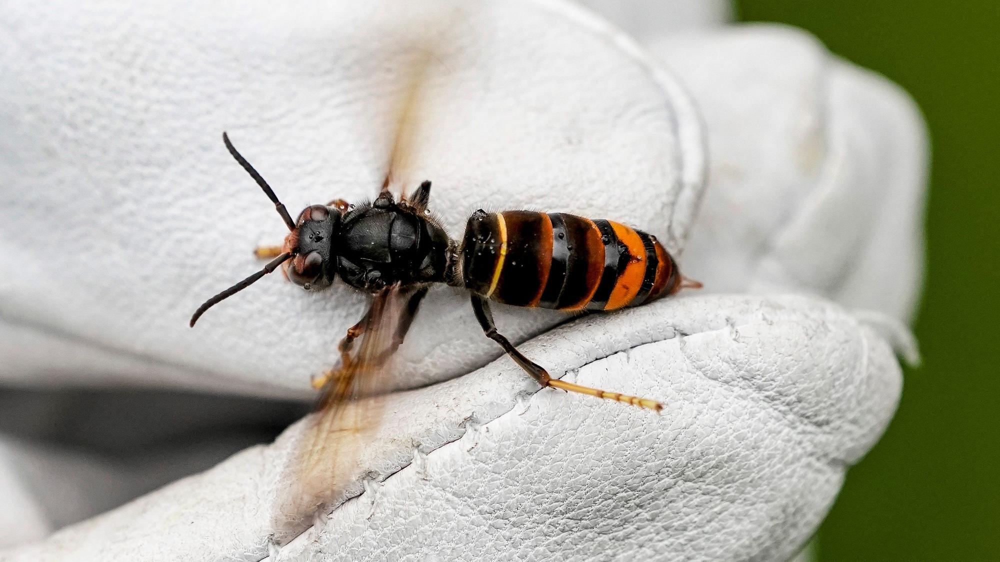 Eine Asiatische Hornisse (Vespa velutina nigrithorax) wird von einem Biologen mit einem weißen Handschuh gehalten.