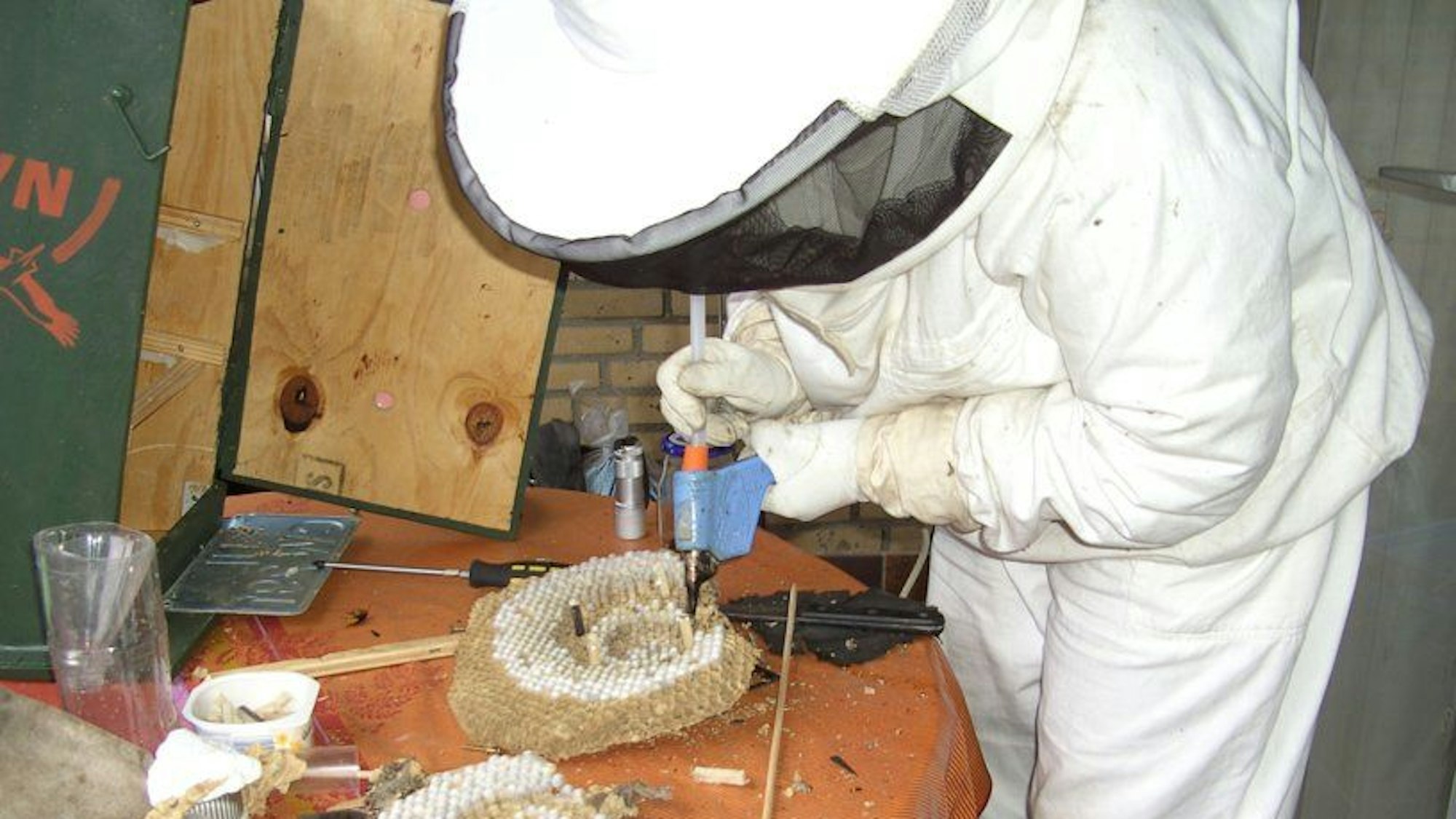 Angelika Leistikow arbeitet in einem weißen Schutzanzug daran, Wabenetagen eines Hornissennestes wieder zusammenzusetzen.