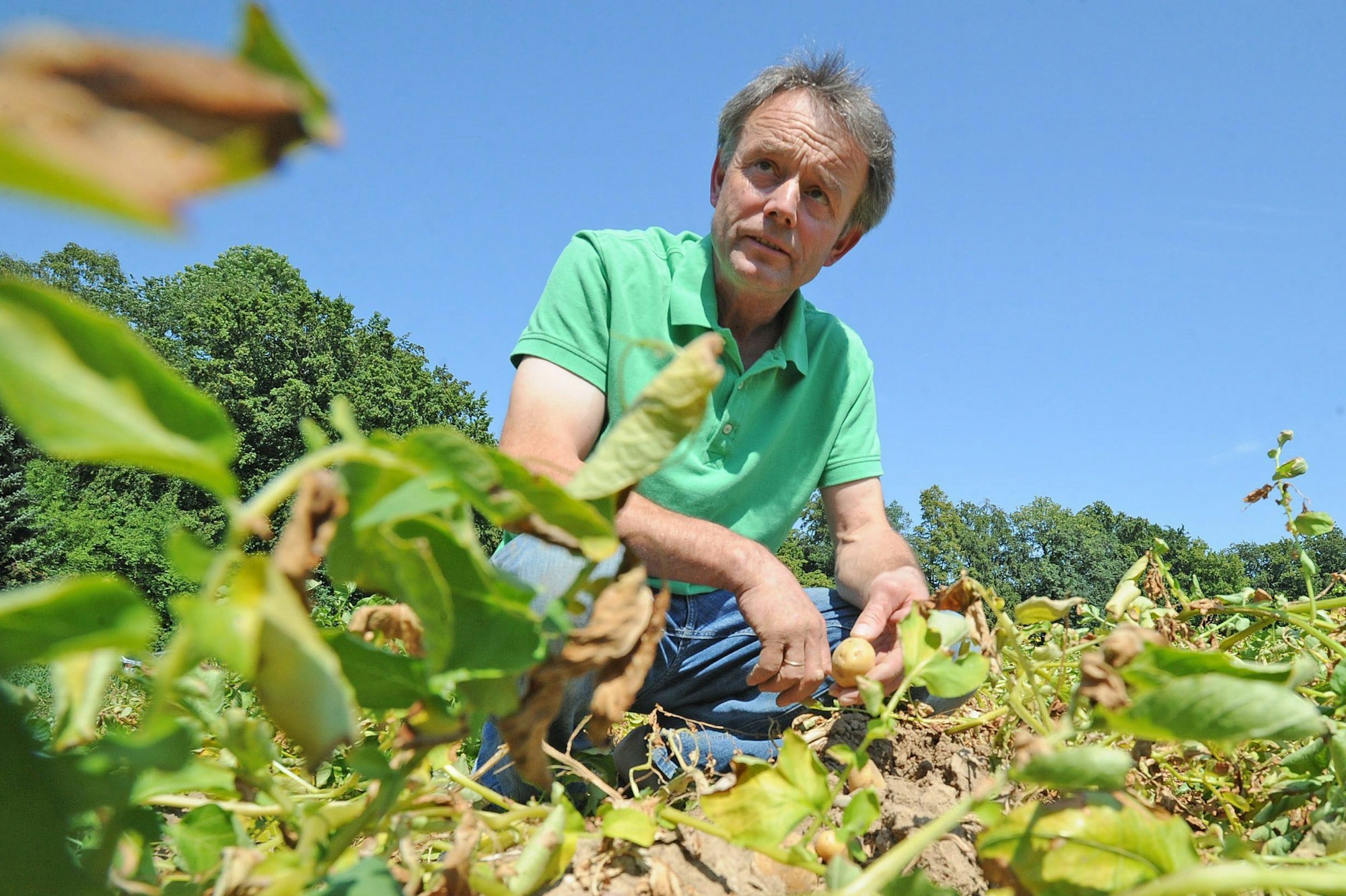 Bernd Sesterhenn in seinem Kartoffelfeld, Landwirt Leichlingen, Ortsvorsitzender des Deutschen Bauernverbands.