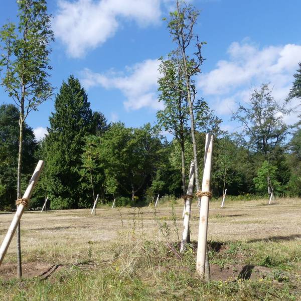Im vergangenen Herbst wurden diese Bäume auf einer Wiese im Westfriedhof gesetzt.