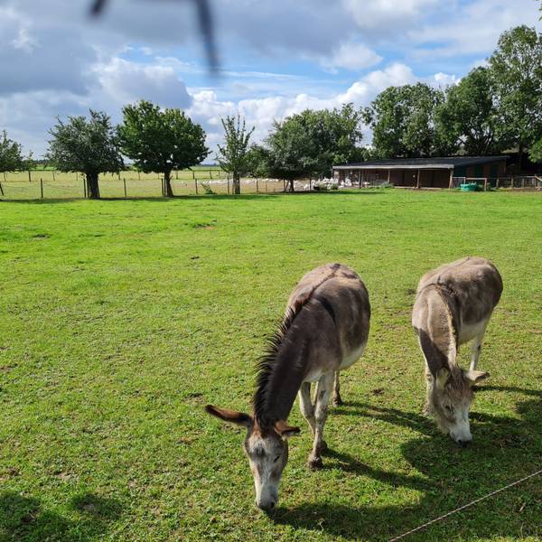Zwei Esel grasen auf einer Wiese, im Hintergrund sind Gänse zu sehen.