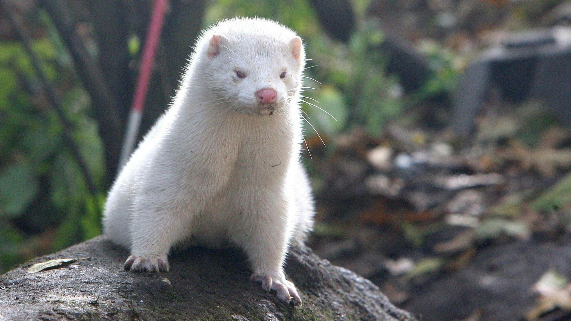Ein Nerz sitzt auf einem Felsen. (Symbolbild)