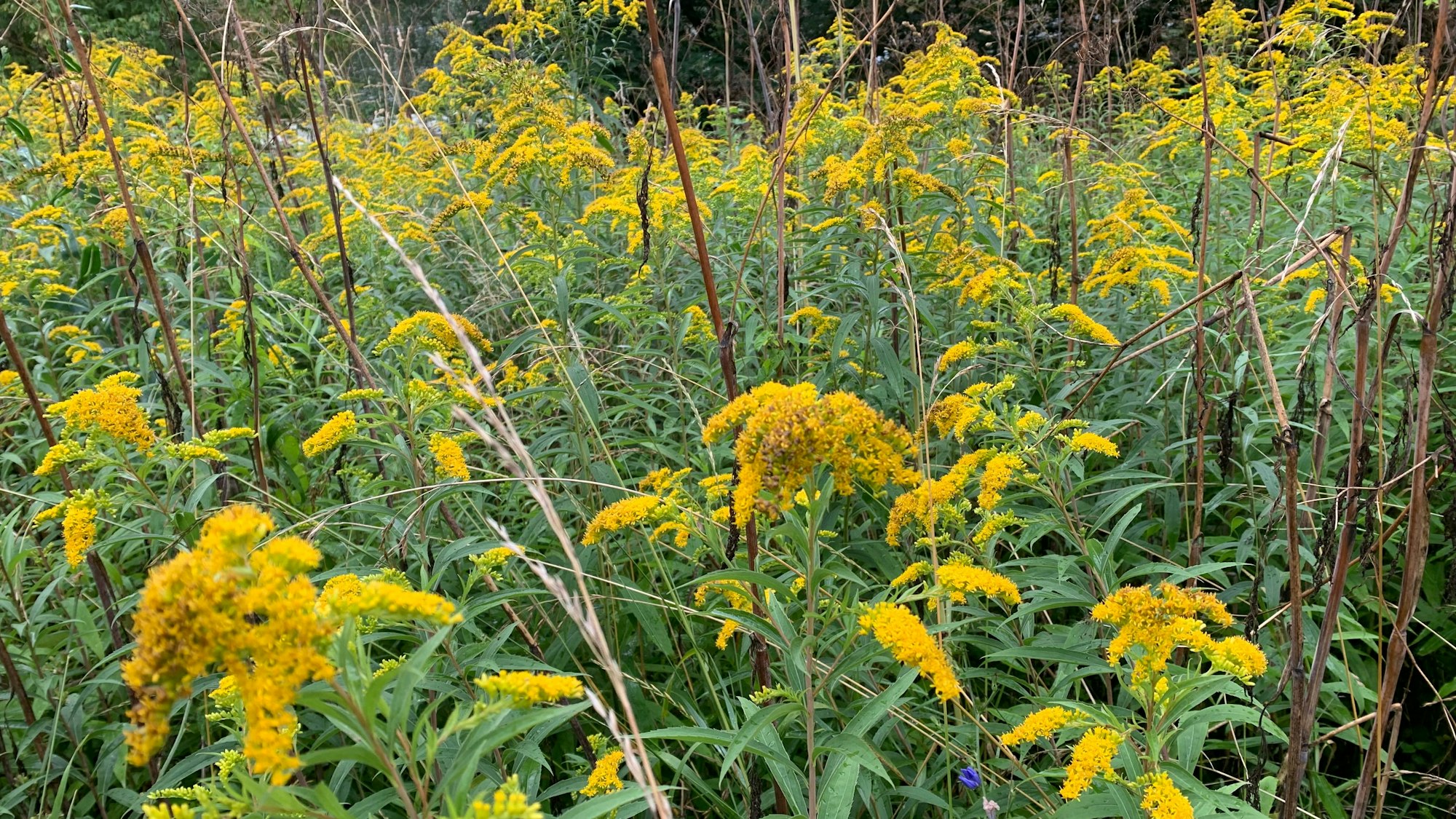 Die gelben Blüten des Gilbweiderich sind schon von weitem zu sehen.