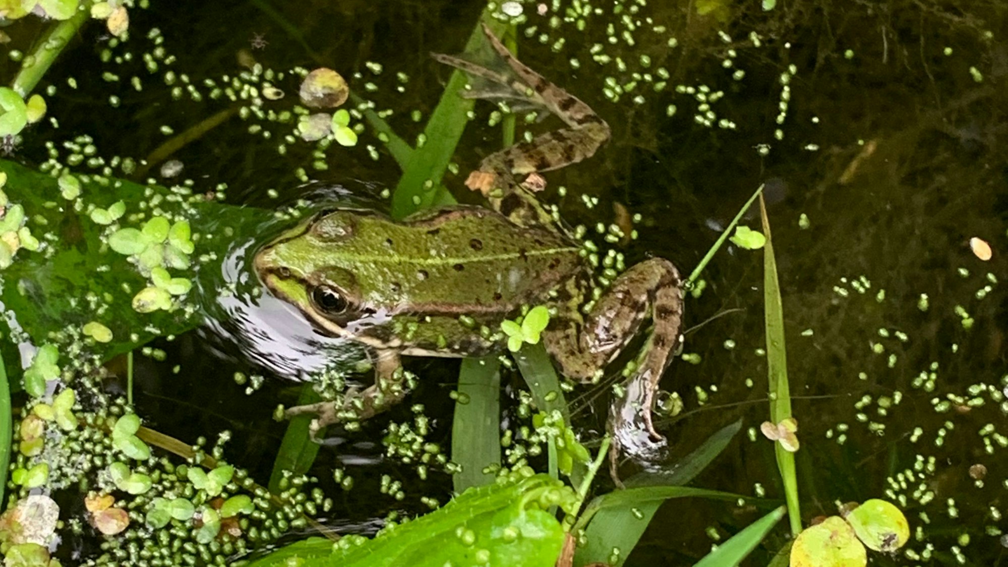 Ein Wasserfrosch am Ufer der Groov.