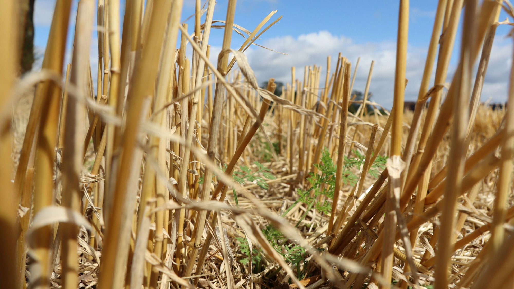 Auf dem Foto ist ein Stoppelfeld zu sehen.