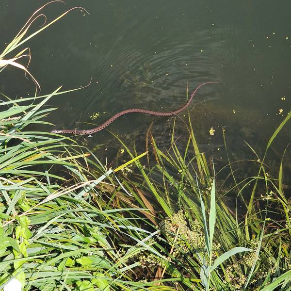 Eine Barrenringelnatter schlängelt durch das Wasser am Ufer eines Sees.