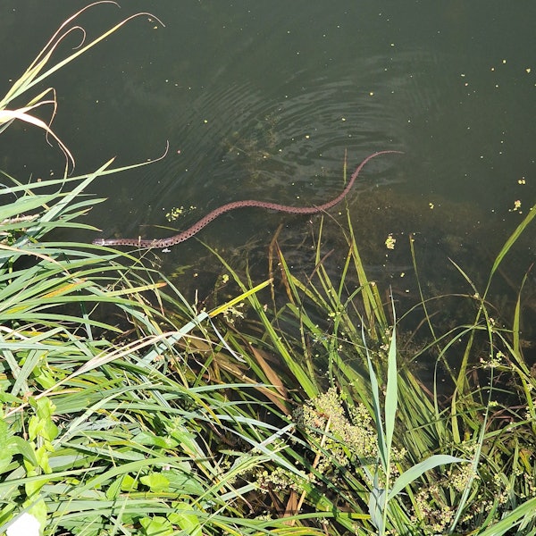Eine Barrenringelnatter schlängelt durch das Wasser am Ufer eines Sees.