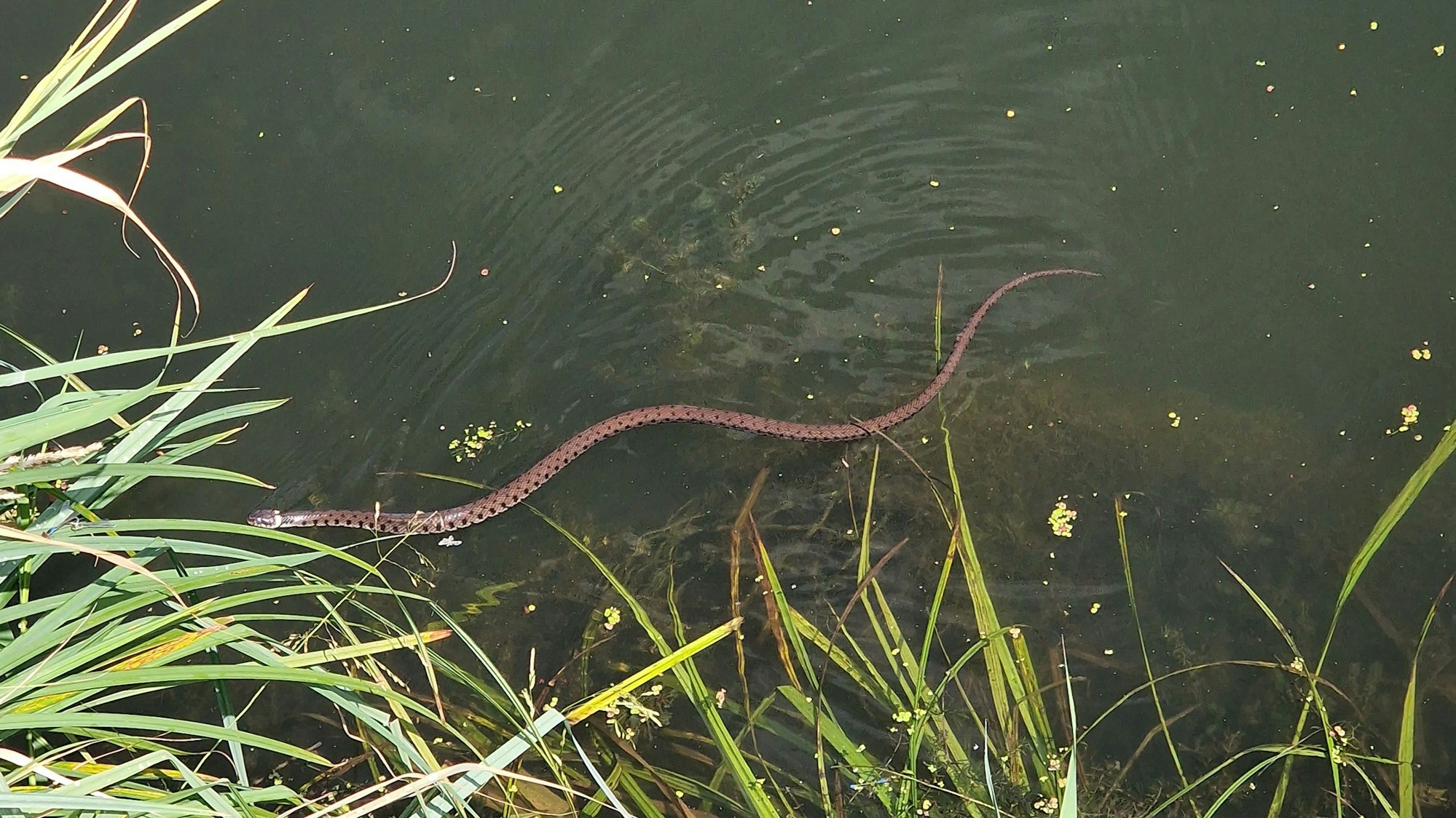 Eine Barrenringelnatter schlängelt durch das Wasser am Ufer eines Sees.