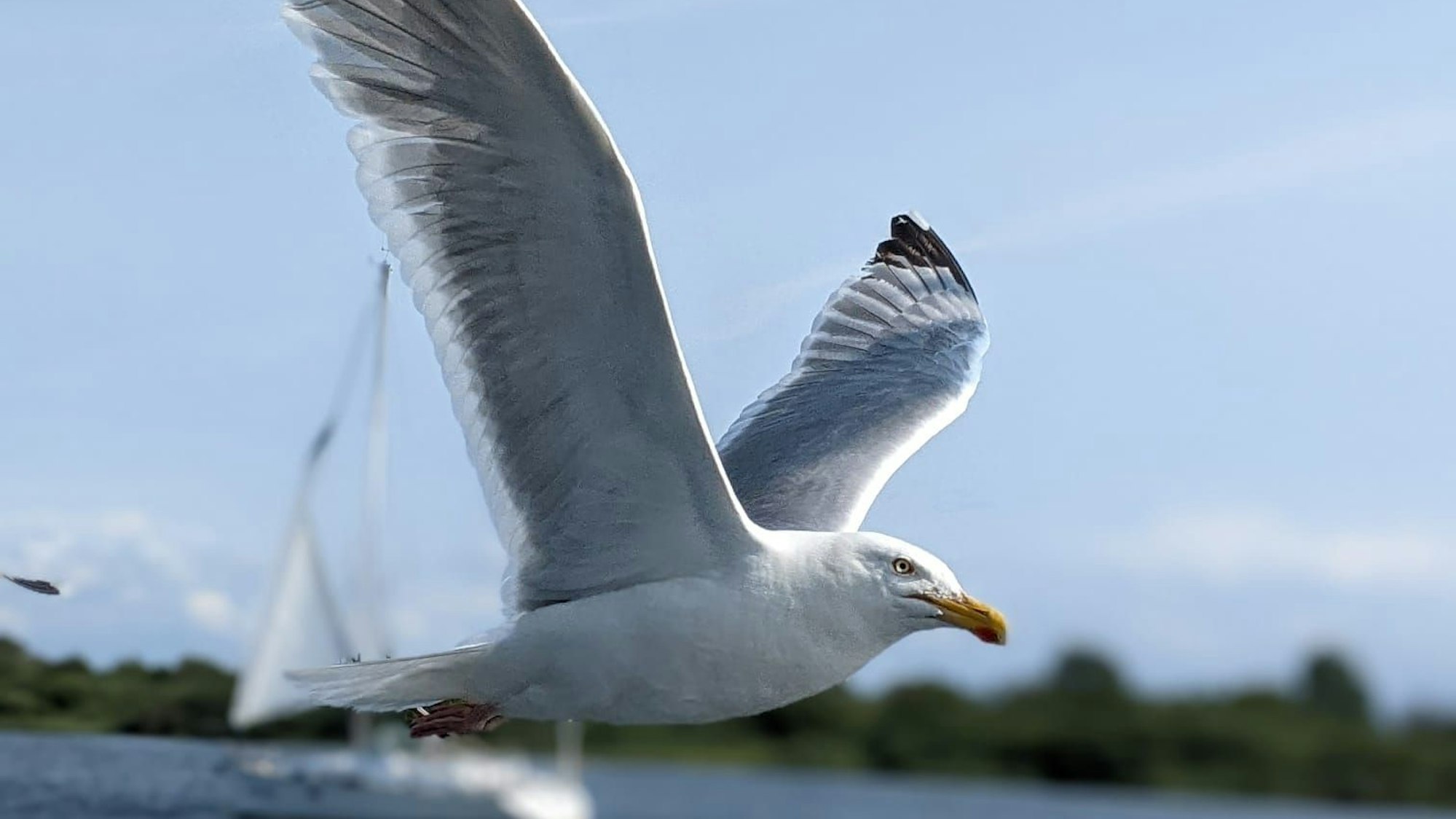 Das Bild zeigt eine Möwe im Flug.