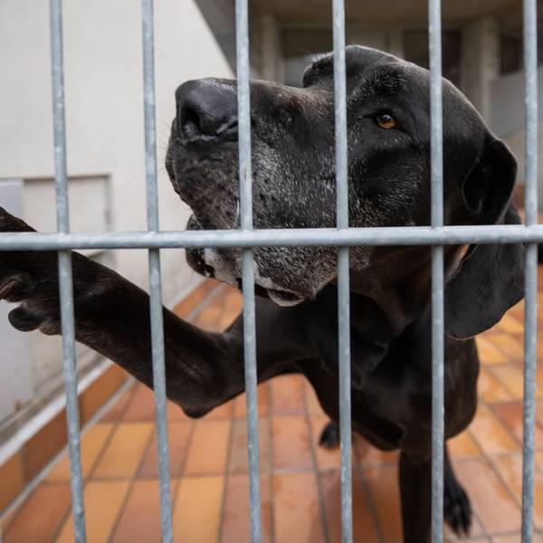 PRODUKTION - 01.08.2023, Berlin: Die Dogge Giorgio gibt Pfötchen durch die Gitter des Zwingers. Der Hund ist seit 2018 im Tierheim Berlin. Tiere mit aggressivem Verhalten sind meist schwerer an neuen Besitzer zu vermitteln. Foto: Hannes P. Albert/dpa +++ dpa-Bildfunk +++
