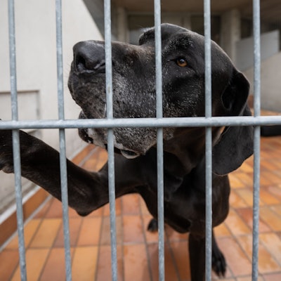 PRODUKTION - 01.08.2023, Berlin: Die Dogge Giorgio gibt Pfötchen durch die Gitter des Zwingers. Der Hund ist seit 2018 im Tierheim Berlin. Tiere mit aggressivem Verhalten sind meist schwerer an neuen Besitzer zu vermitteln. Foto: Hannes P. Albert/dpa +++ dpa-Bildfunk +++